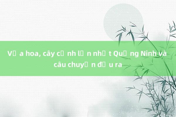 Vựa hoa， cây cảnh lớn nhất Quảng Ninh và câu chuyện đầu ra