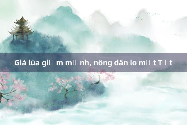 Giá lúa giảm mạnh, nông dân lo mất Tết