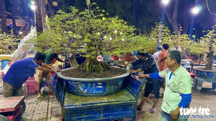 TP.HCM: Khách chi trăm triệu thuê mai kiểng chưng vài ngày Tết， giao ngay trong đêm - Ảnh 1.