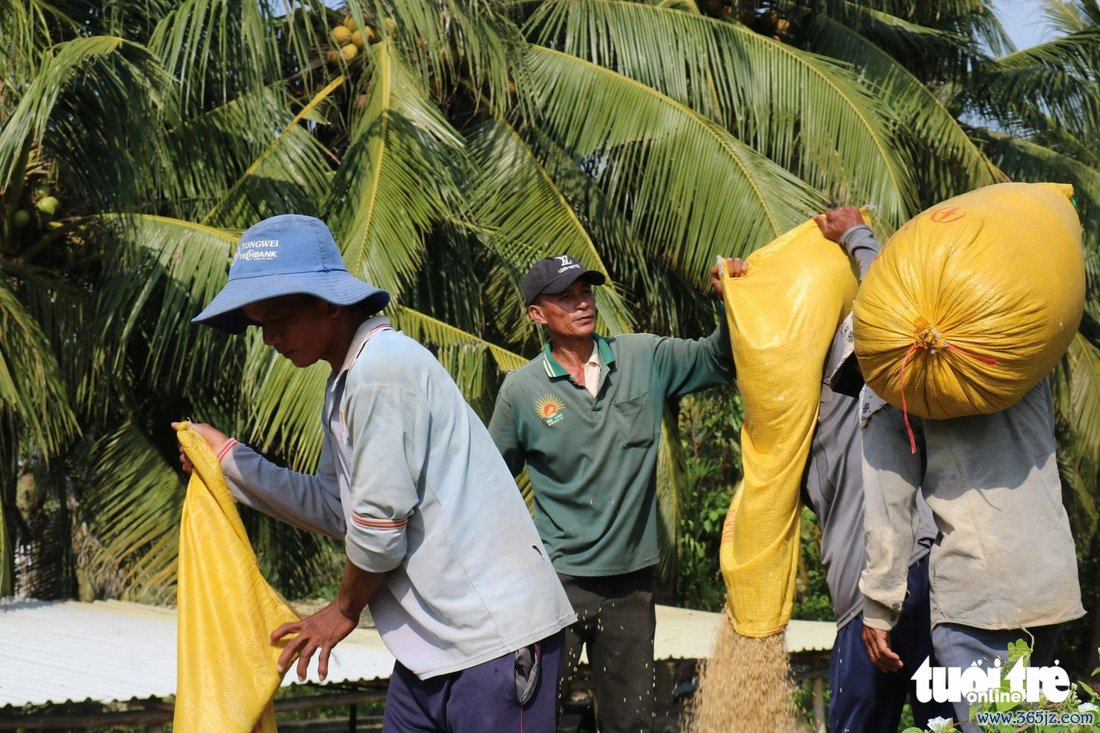 Hối hả gặt lúa vàng ăn Tết - Ảnh 13.