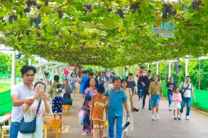 Trải nghiệm vườn nho, nông trại xanh tại Suối Tiên dịp Tết